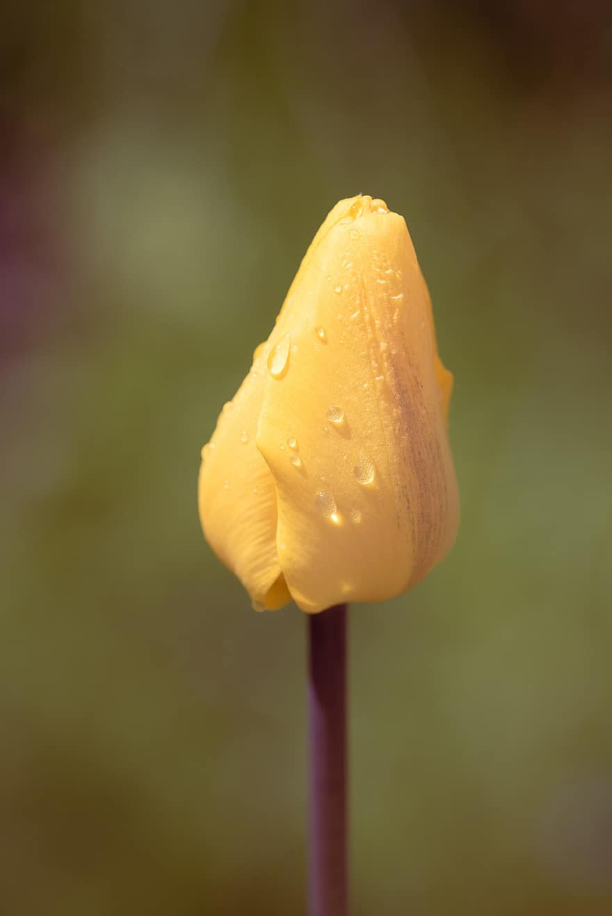 tulipán, flor, gotas de lluvia, floración, jardín, flor de primavera, mojado