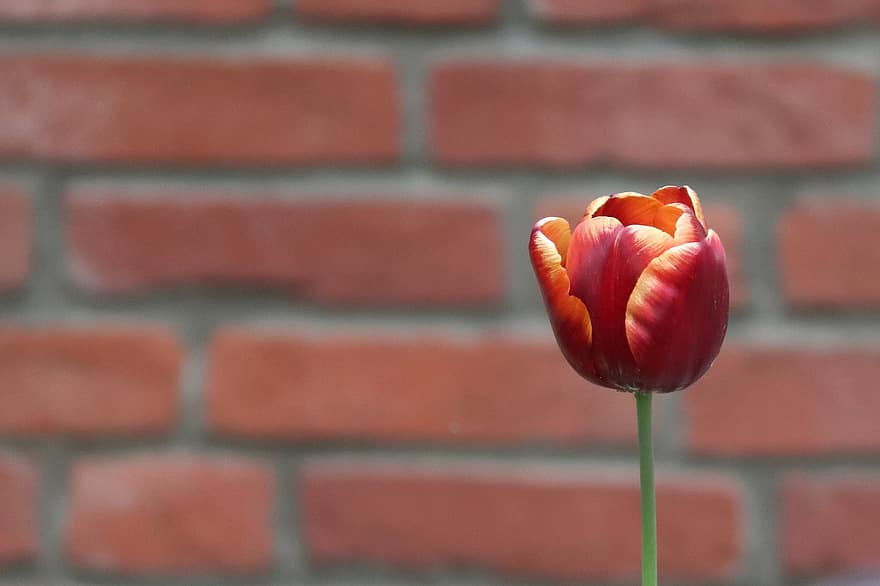 tulipan, rød tulipan, murstens væg, blomst, rød blomst, ornament, væg, have, natur, plante, forårsbloem