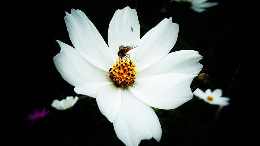 квітка, пелюстки, бджола, комаха, помилка, тварина, карніка, природи