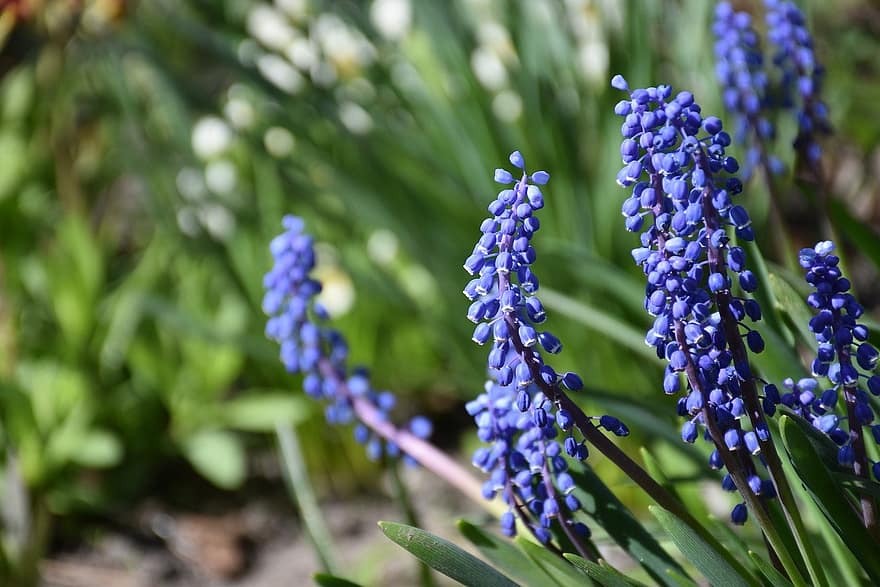 druif hyacint, bloemen, planten, muscari, bloemblaadjes, bloeien, flora, tuin-, de lente, natuur