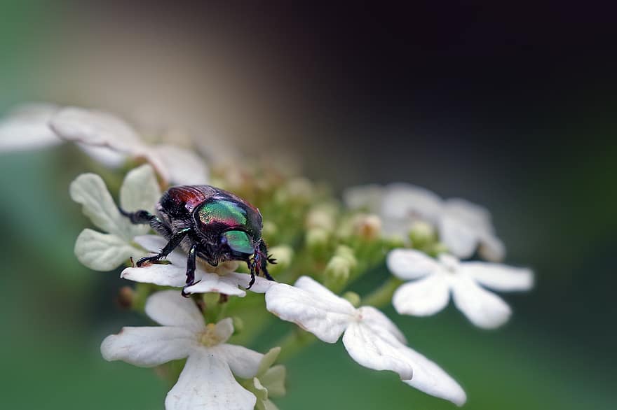 scarabée, insectes, popillia japonica, scarabée japonais, hanneton, coloré, vert, métallique, brillant, L'Elytre, entomologie