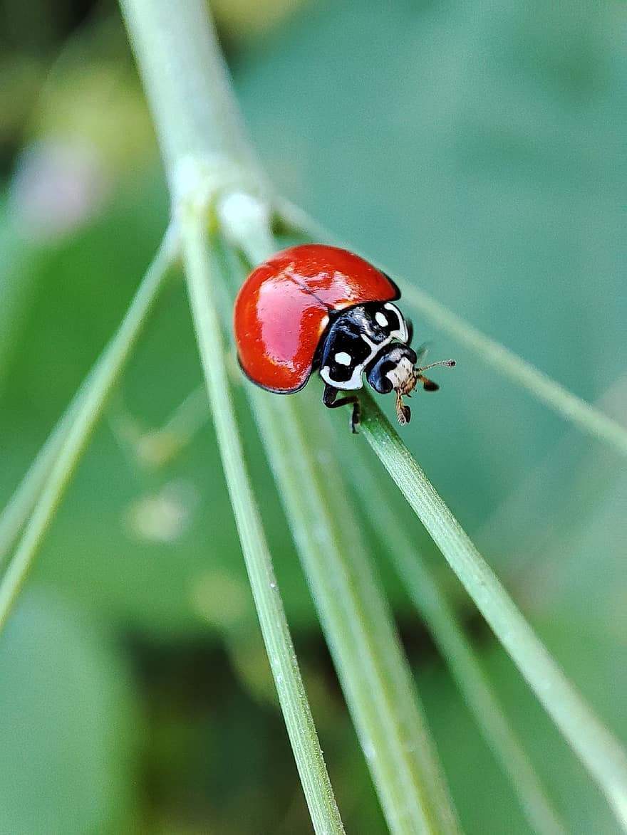 Insect, Ladybug, Entomology, Species