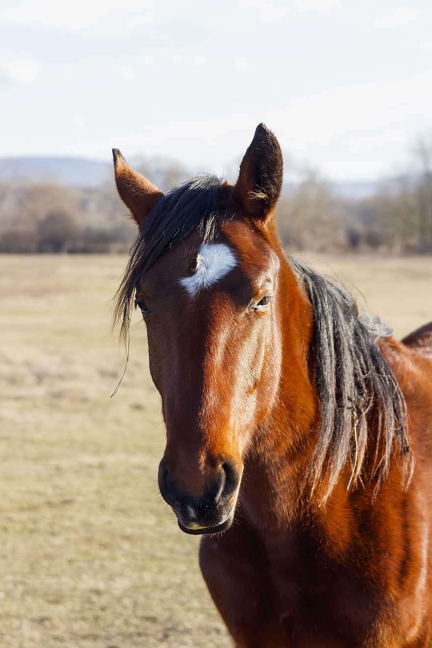Horse, Foal, Stallion, Equine, Ranch, Farm Animal, Pasture, Brown Horse, Mammal, Meadow