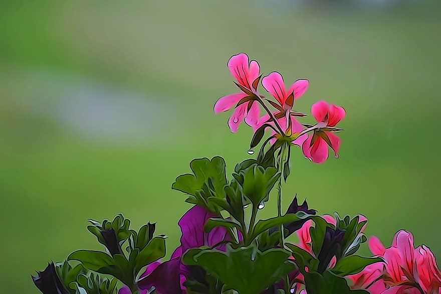Flower, Plant, Nature, Pink Flower, Green, Blossom