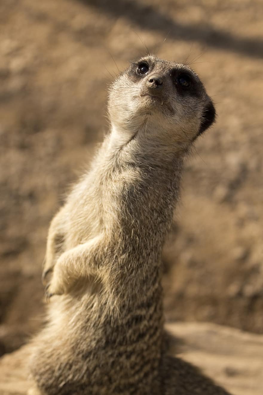 Meerkat, Animal, Zoo, Mammal, Wildlife, Small, Fur, Furry, Cute, Curious, Nature