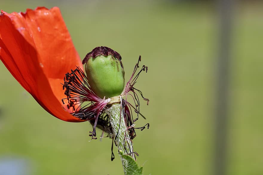 Opium Poppy, Papaver Orientale, Oriental Poppy, Turkish Poppy, Poppy, Fruit Capsule, Faded, Plant, close-up, flower, green color