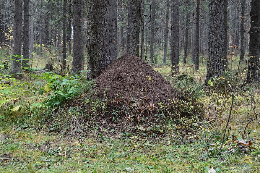 Anthill, Forest, Trees, Grass, Outdoors, Wilderness, tree, leaf, dirt, green color, landscape