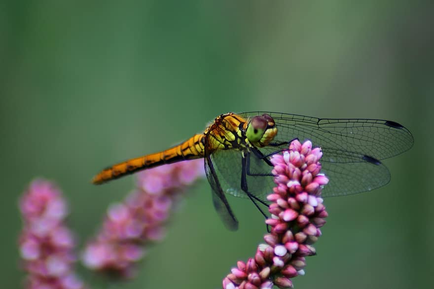 Marais - Heath Dragonfly, libellule, insecte, la nature, macro, aile, fermer, protection environnementale, protection des espèces, Sympetrum darter