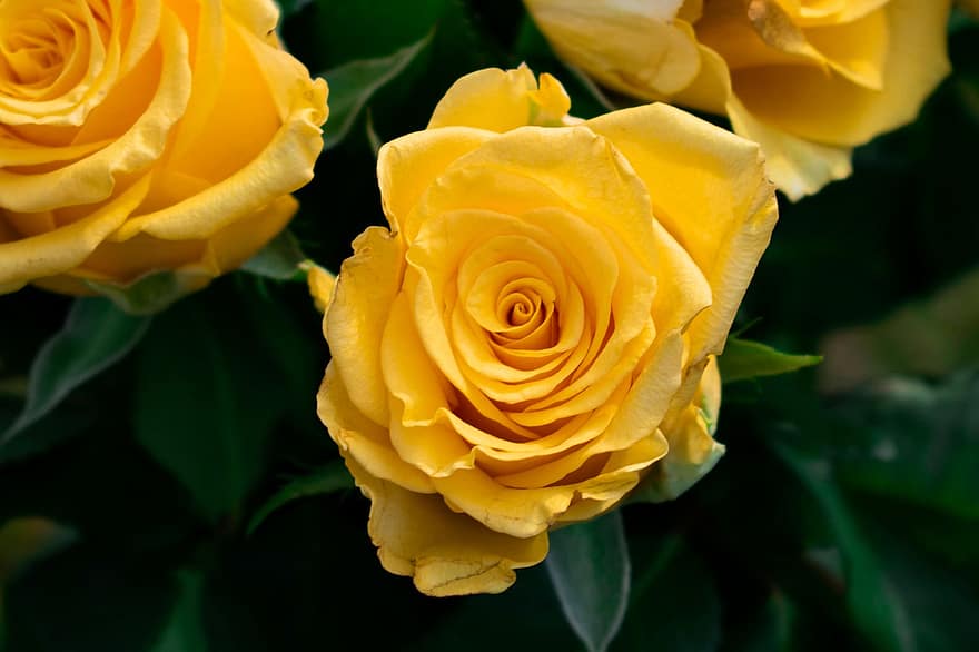 Rosen, Blumen, gelbe Rosen, Rosenblüte, Blütenblätter, Rosenblätter, blühen, Pflanzen, Flora, Natur, Nahansicht
