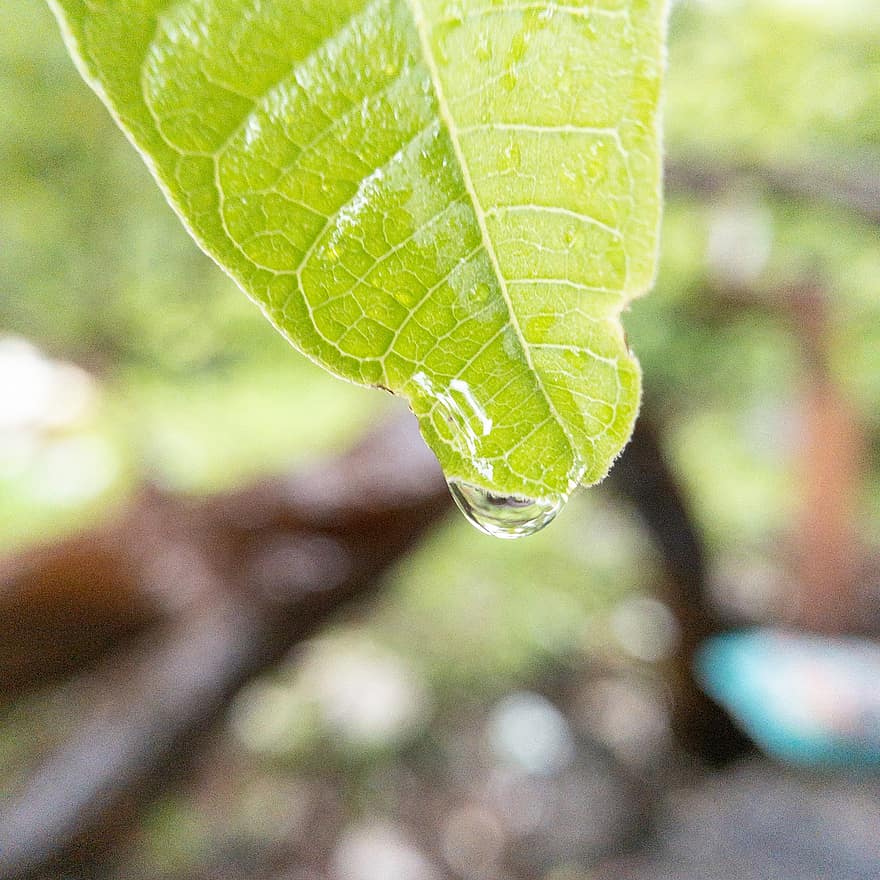 лист, роса, мокрый, капля дождя, капелька, воды, завод, природа