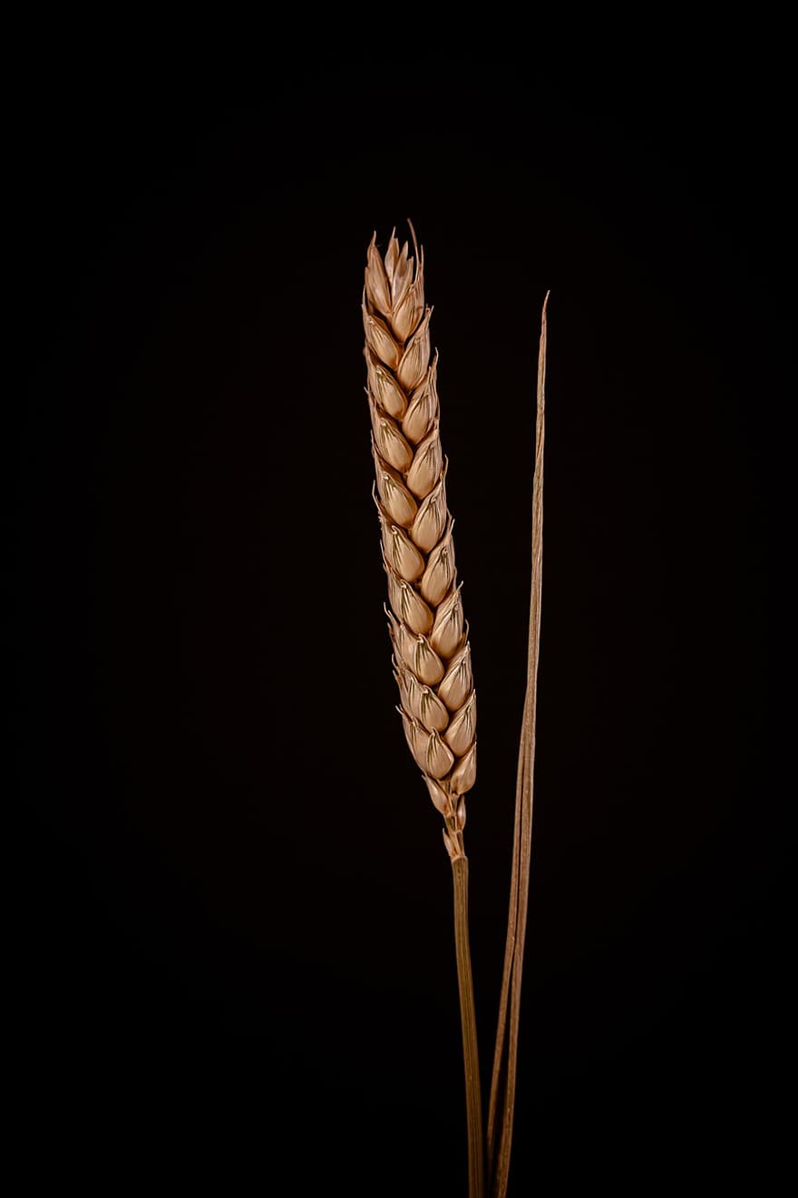 trigo, milharal, cereais, grão, agricultura, Espigão, colheita, arável, plantar