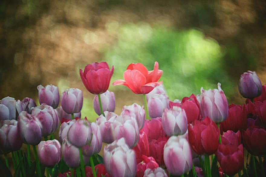 tulipany, kwiaty, flora, Natura, lato