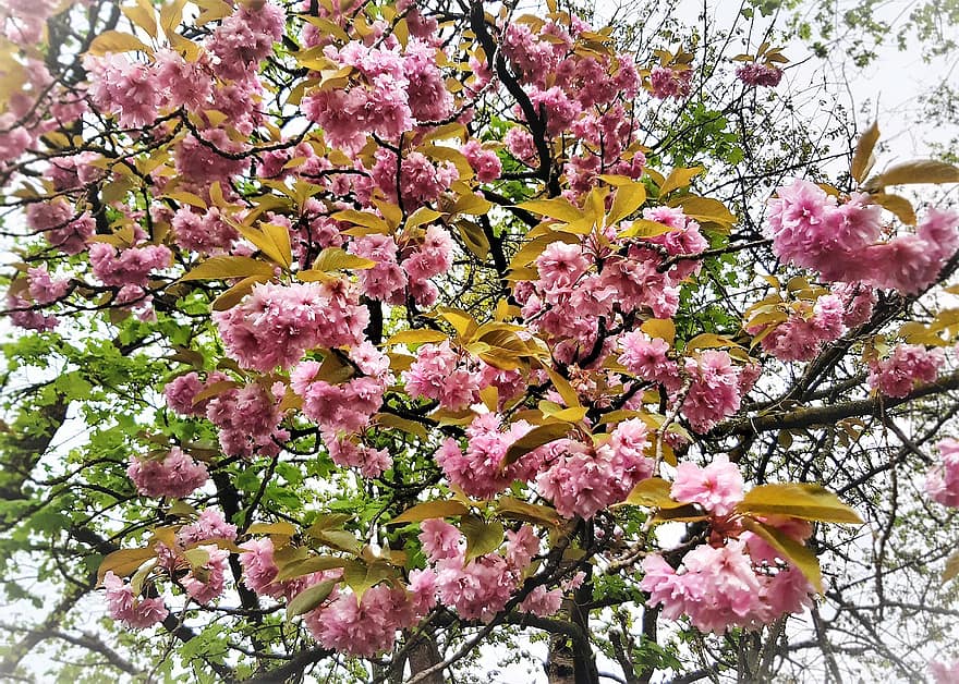 дерево, цвітіння вишні, квіти, рожеві квіти, цвітіння, весна, японські вишневі дерева, природи