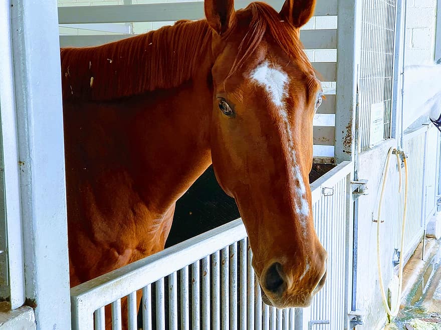cavallo, capo, stabile, animale, mammifero, equino, cavallo marrone, criniera, avvicinamento, Singapore