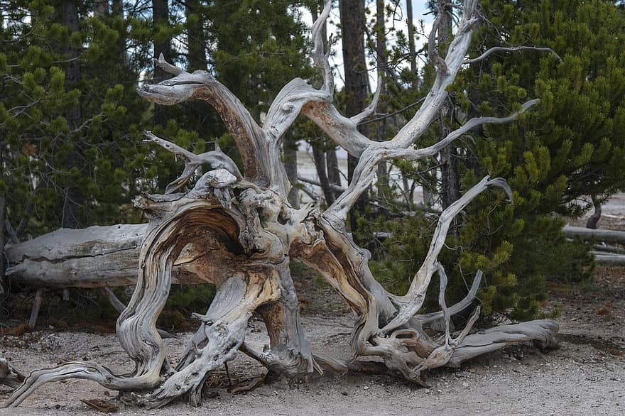 troncos, árvore, Yellowstone, árvore velha, árvore morta, raízes, madeira, natureza