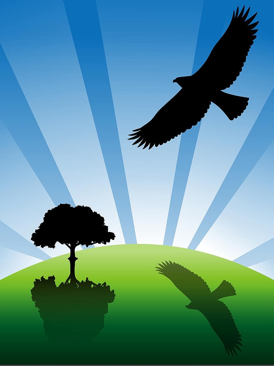 ocell, dia, àguila, terra, ploma, volar, herba, sòl, horitzó, ombra, silueta