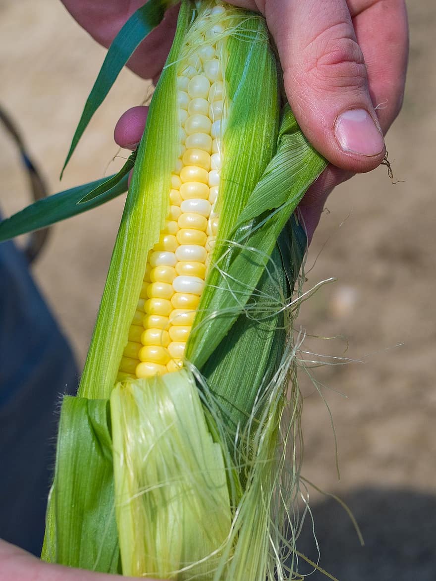 kukorica, kukoricacső, érett, élelmiszer, mezőgazdaság, növényi, Vág, tanya, organikus, gyárt