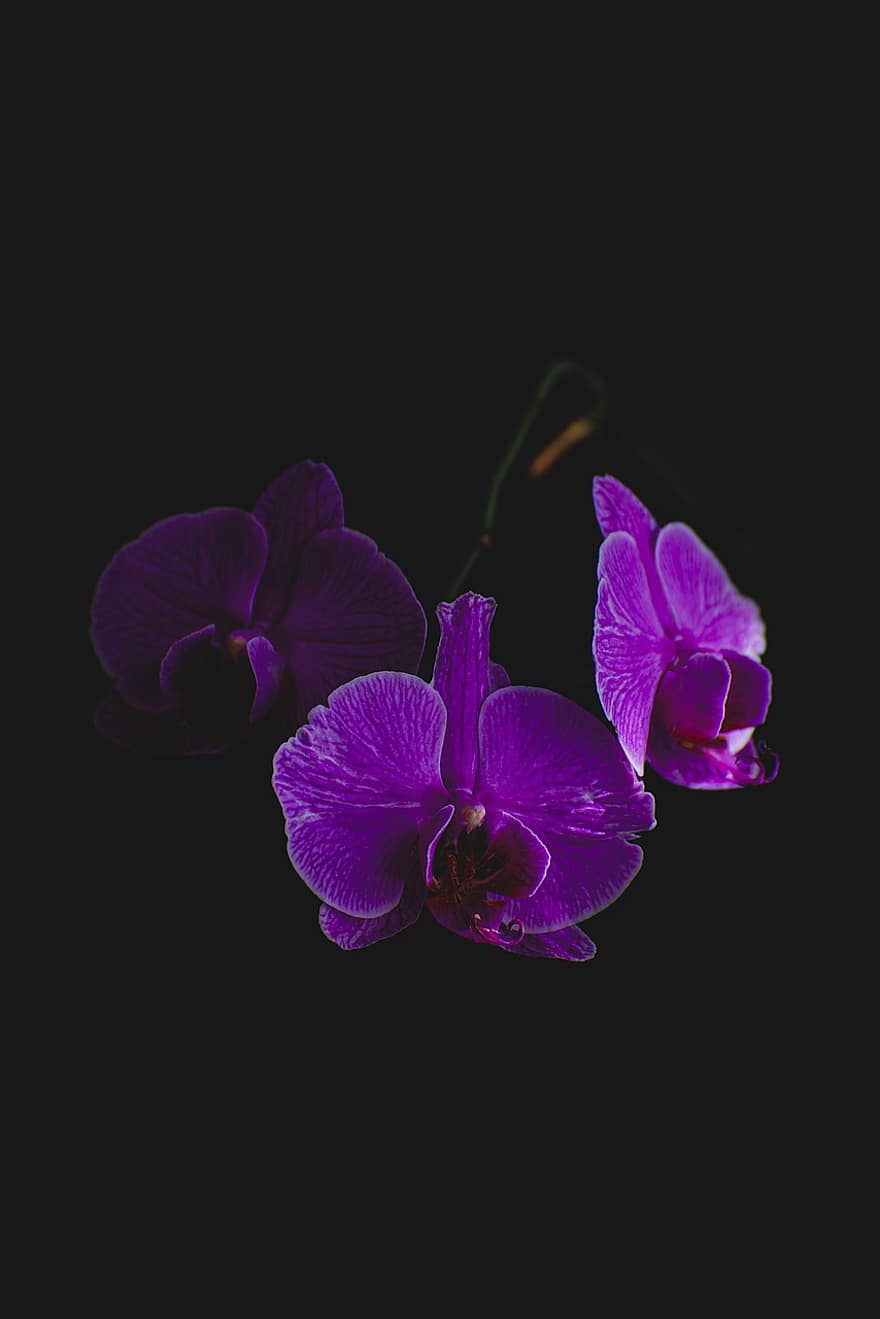 orquídeas, flor, roxa, contraste, Sombrio, plantar, pétala, fechar-se, orquídea, cabeça de flor, folha