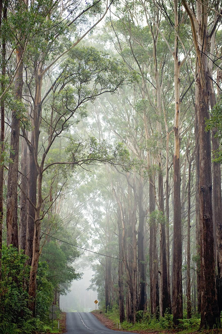 Australija, kelias, rūko, medžiai, kraštovaizdį, pobūdį, rūkas, ramus, lauke, taikūs