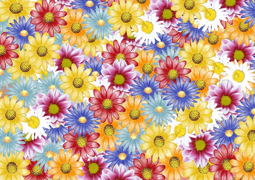 フラワーズ、デイジー、フローラル、カラフル、色とりどりの花、壁紙、花の壁紙、花の背景、咲く、花、バックグラウンド