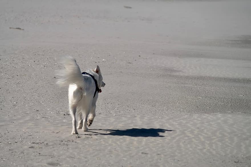 spiaggia, cane, sabbia, ombra, camminare, solitario, animale domestico