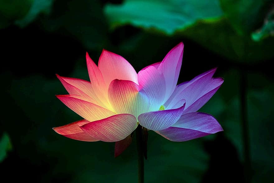 bunga teratai, teratai, Pelangi, penuh warna, bunga, prismatik, berwarna, menanam, geometris, yoga, chakra