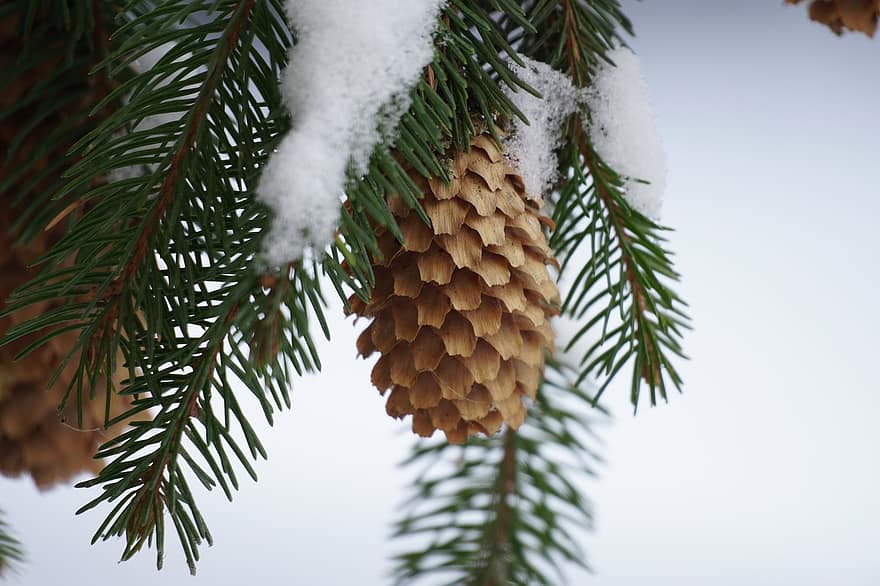 Conifer, Cone, Snow, Branch, Fir, Needles, Winter, Frost, Tree, Plant, Coniferous
