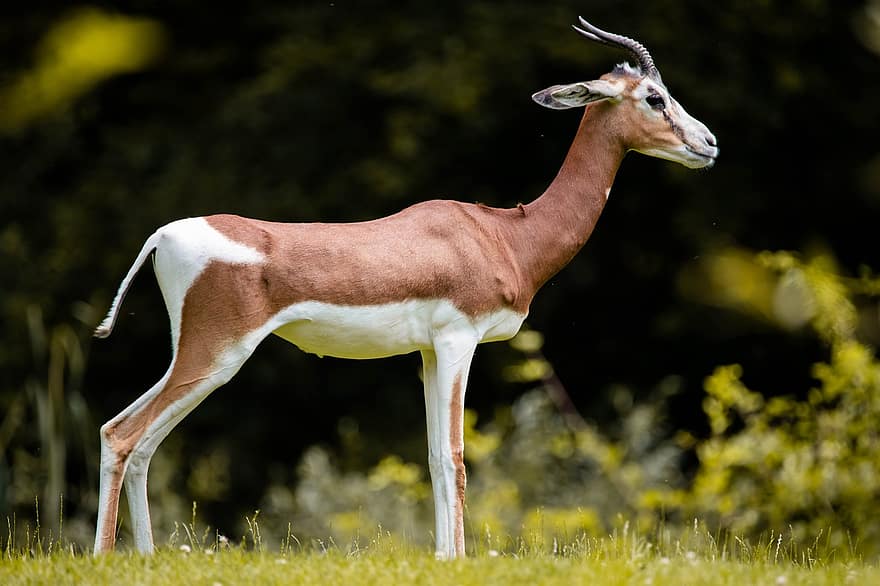 gazelle, Afrika, dyr, safari, antilope, impala, dyreliv, horn, natur, springbok, vild