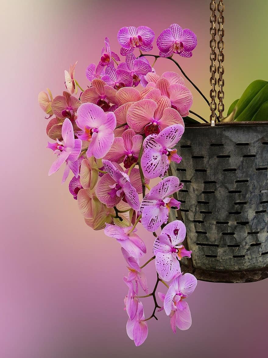 blomma, orkide