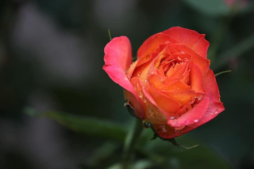 Alinka Rose, Rose, rose rouge, bouton de rose, fleur épanouie, floraison rose, bourgeon, gouttes d'eau, plante, jardin, la nature