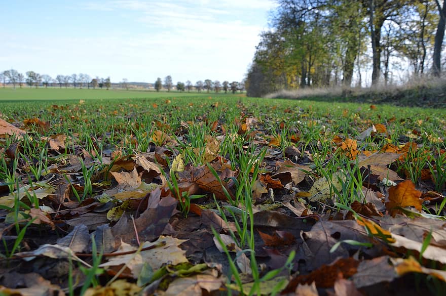 Leaves, Field, Fall, Autumn, Foliage, Grass, Dried Leaves, Meadow, Landscape, Nature, Rural