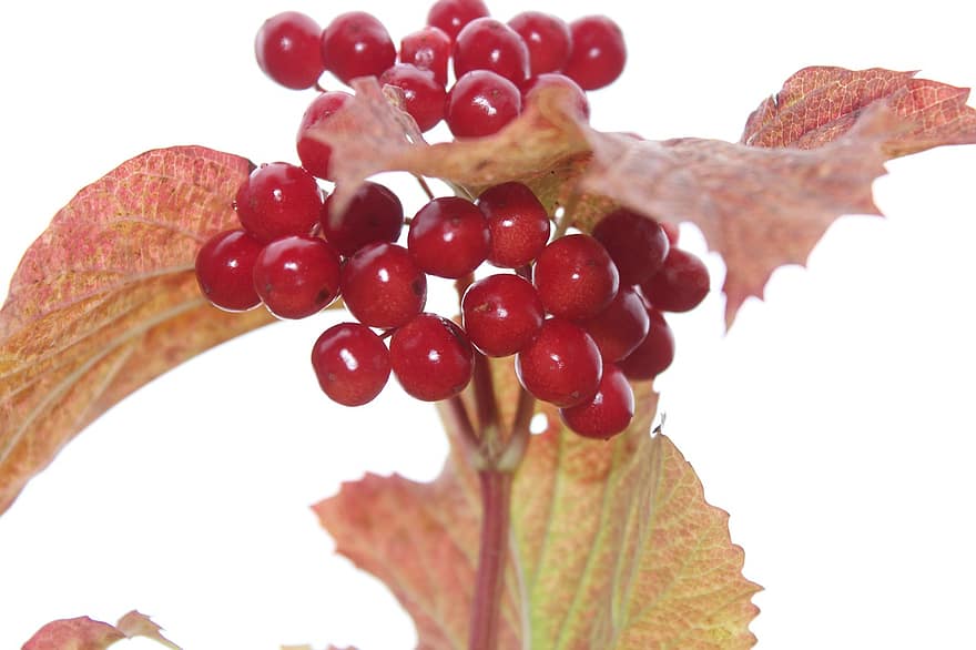 Viburnum, Fruits, Plant, Berries, Red Fruits, Leaves, Nature, Autumn, Fall
