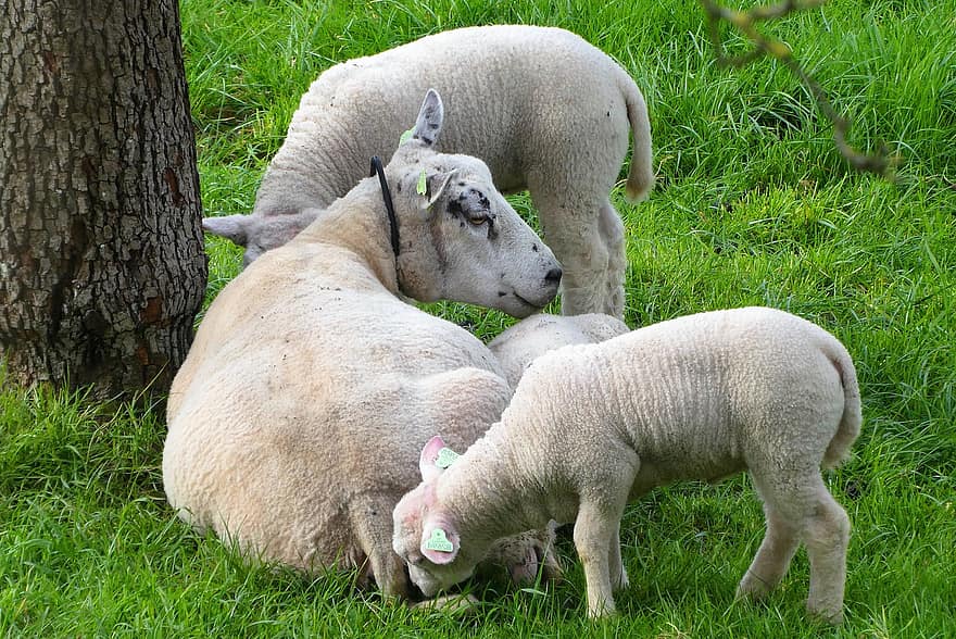 schapen, dieren, zoogdieren, lam, vee, binnenlandse schapen, herkauwers, hoefdieren, landschap, natuur, lammeren