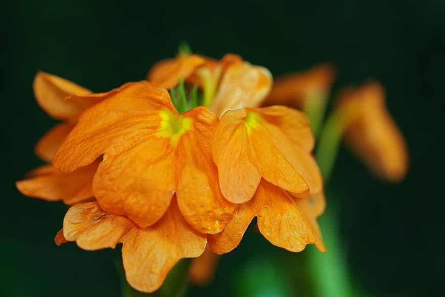 flor de petardo, flor, planta, Crossandra, flor naranja, pétalos, floración, naturaleza, de cerca, hoja, pétalo