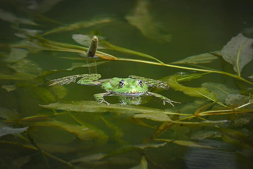 Frog, Pond, Water Frog