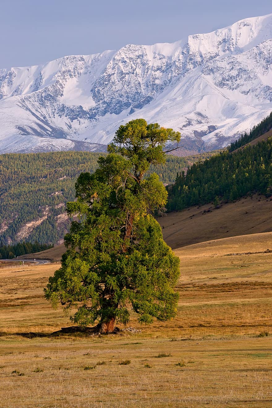 Altai, fa, tájkép, hegyek, hó, mező, sztyeppe, természet, Látvány, hegy, erdő