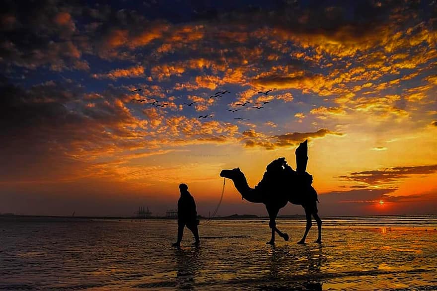camell, posta de sol, cel, platja, a l'aire lliure, mar, sortida del sol, oceà, estiu, aigua, vespre