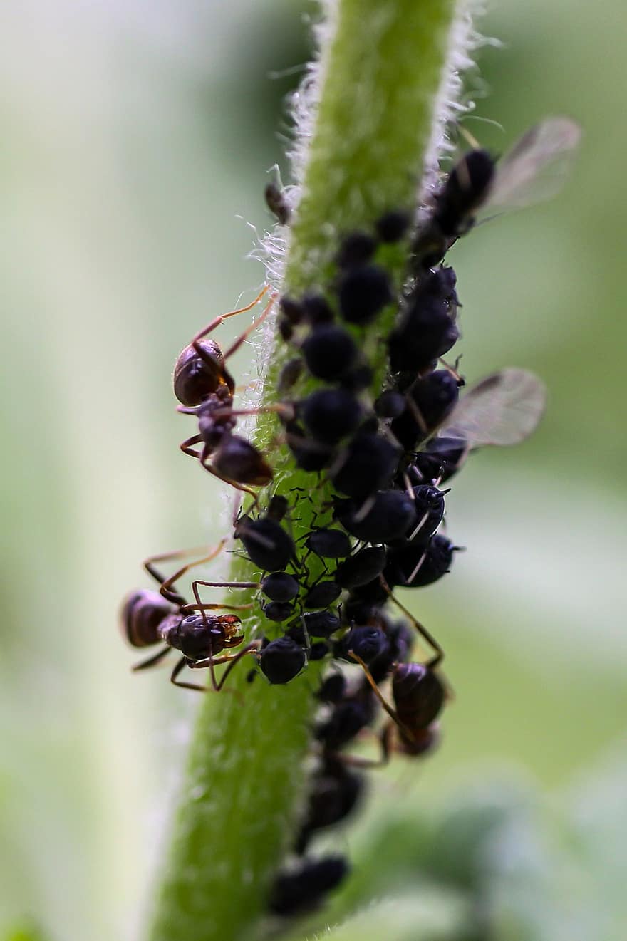 inseto, formigas, pulgões, macro, natureza, jardim, fotografia, espécies, fechar-se, plantar, cor verde