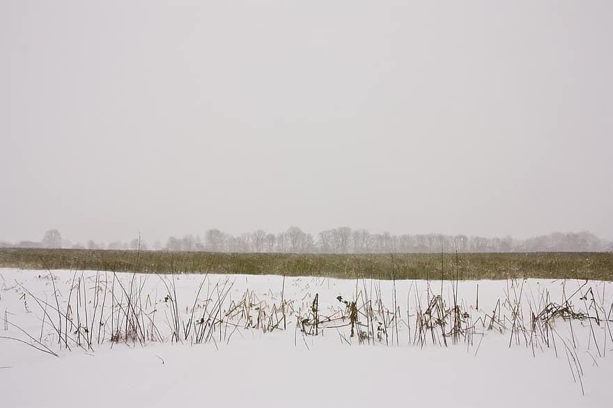 поле, снег, туман, трава, зима, снежно, неприветливый, мороз, лед, холодно, деревья
