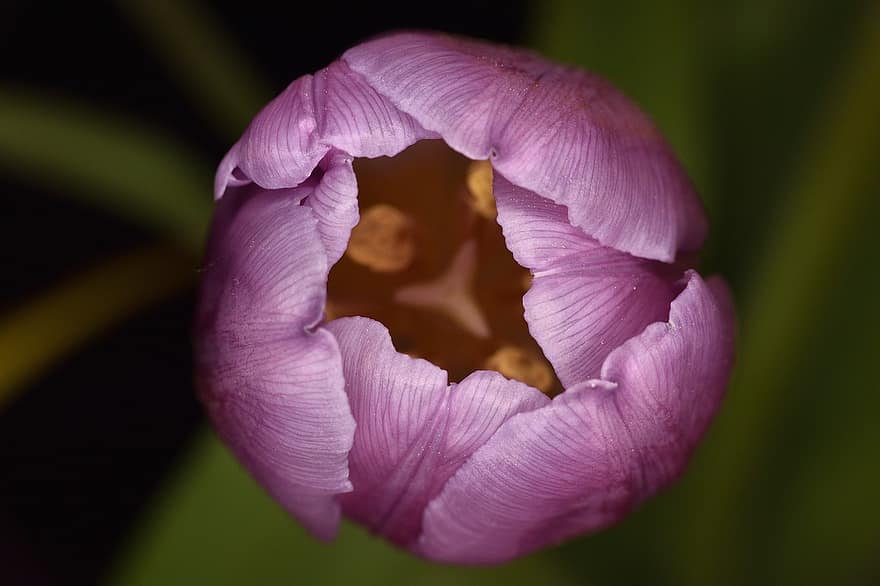 Blume, Tulpe, Makro