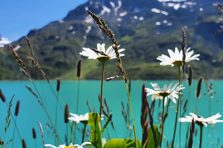Silvretta, Vorarlberg, Montafon, Austria, Bielerhöhe, Reservoir, Water, Mountains, Flower