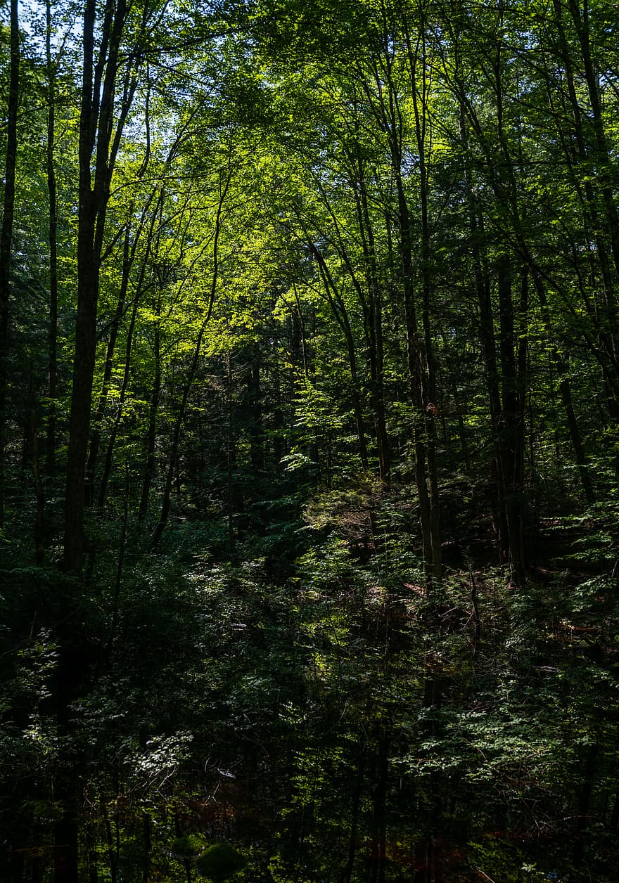 trees, forest, woods, nature, path, trail, branches, leaves, outdoors, adventure, fern