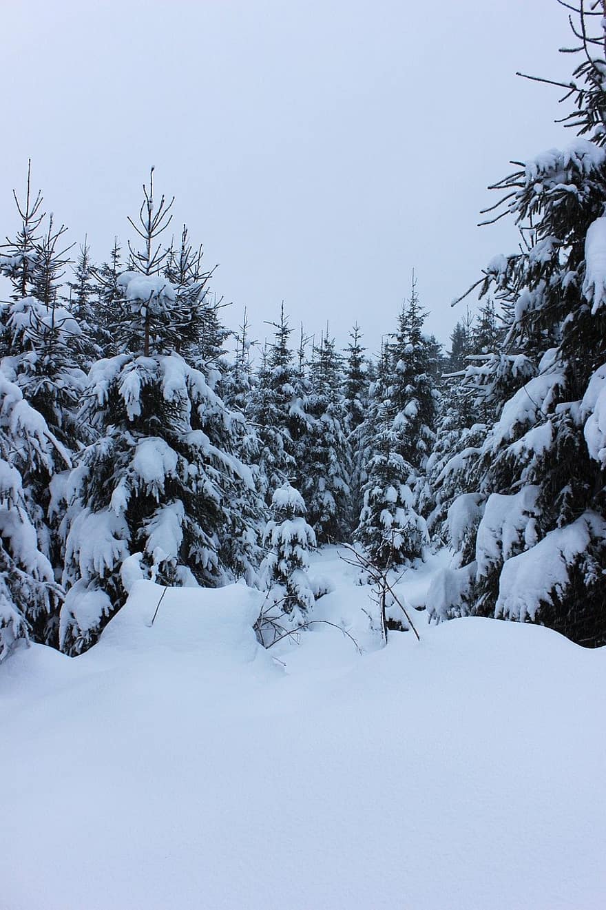 Allgäu, vinter, Skov, østrig, bjerg, sne, landskab, træ, sæson, frost, fyrretræ