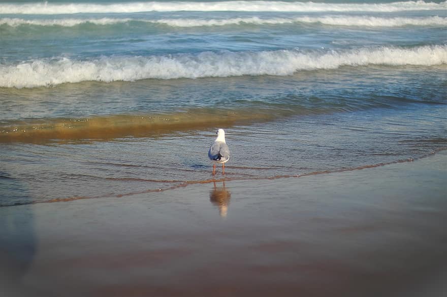 чайка, птица, море, вода, океан, вълни, природа, пясък, плаж, мислител, спокоен