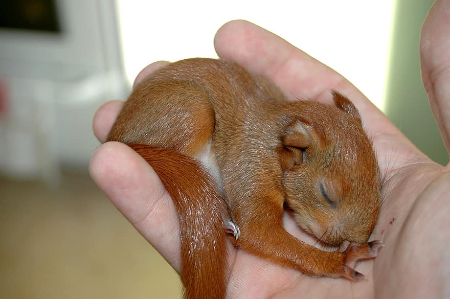 Squirrel, Animal, Rodent, cute, small, close-up, pets, fur, animals in the wild, young animal, one animal