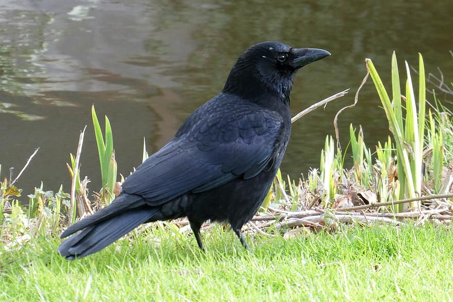 corbeau noir, noir, oiseau, herbe, la nature, plumes, plumage, Côté fossé, le bec, plume, animaux à l'état sauvage