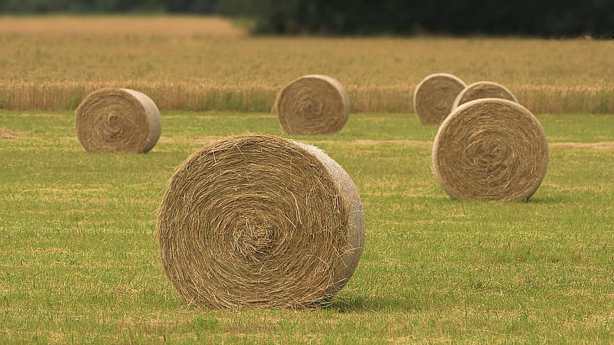 cánh đồng, bánh xe, cỏ khô, Trục lăn, mùa gặt, Rơm rạ, nông nghiệp, Thiên nhiên