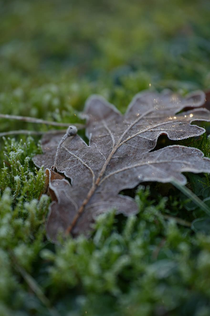 lapai, pievos, rudenį, miškas, samanos, žolė, šalčio, žiemą, blizgučiai, sausi lapai