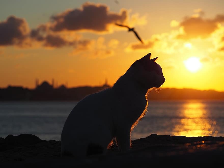 gatto, silhouette, tramonto, oceano, felino, gattino, seduta, orecchie