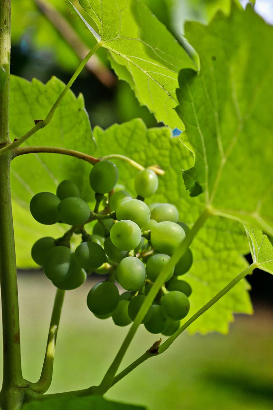 виноград, фрукты, питание, свежий, здоровый, созревший, органический, милая, производить, зеленый виноград